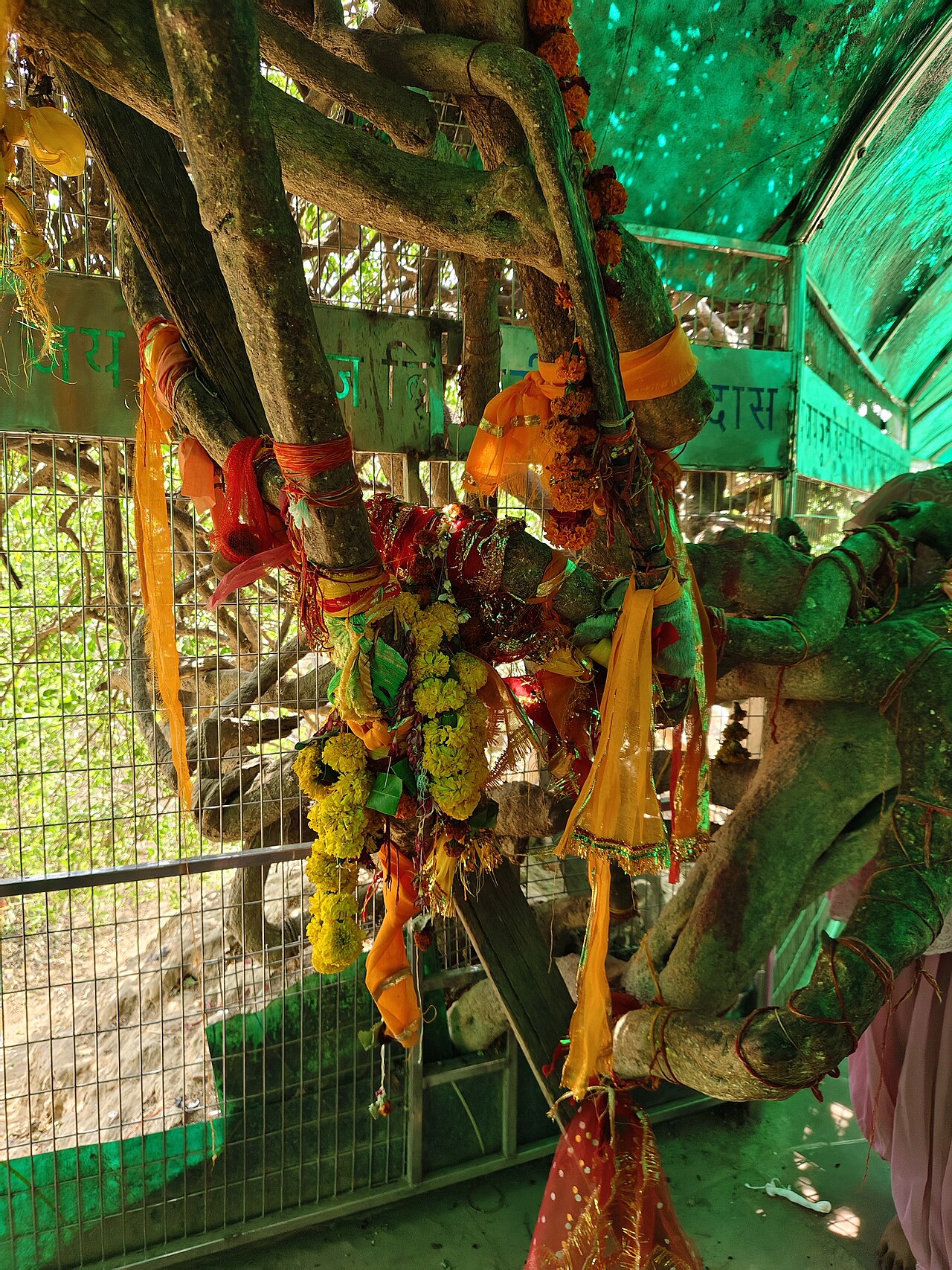 The sacred tulsi trees of Nidhivan