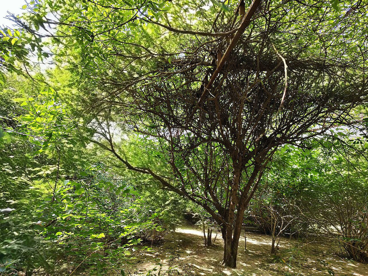 The sacred grove of Seva Kunj