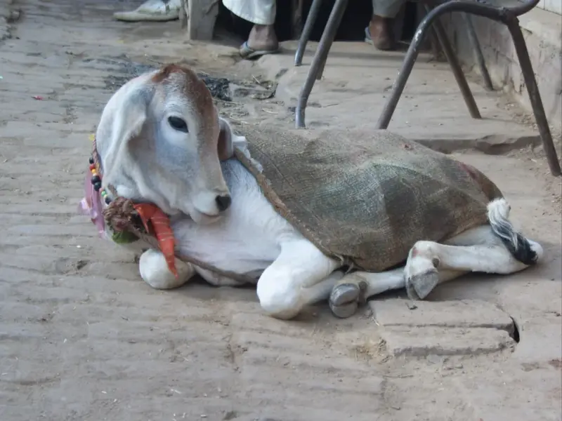Decorated Braj cow resting in Vrindavan