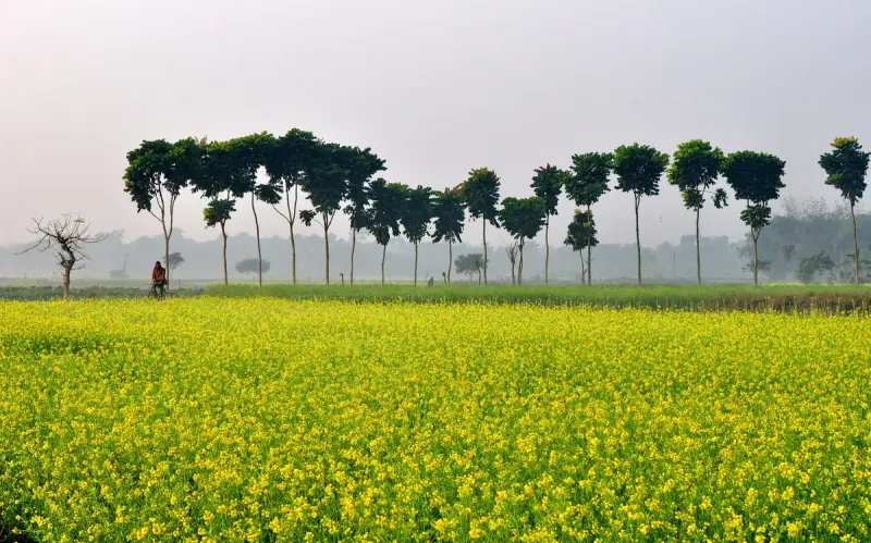 Winter morning mist over mustard field and trees, North India